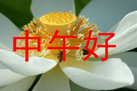 午安愉快好心情|中午好图文温馨祝福语，唯美午安图片大全